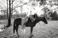 Black and white shot of a bride lying back on a horse, star lace wedding dress hanging to one side, Counting Stars
