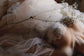 Close-up of cotton flowers on the corset of a tulle wedding dress, baby's breath resting on the bodice, Savanna